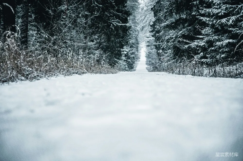 高清摄影 雪景 森林 小径 冬季 宁静 雪后的森林小径