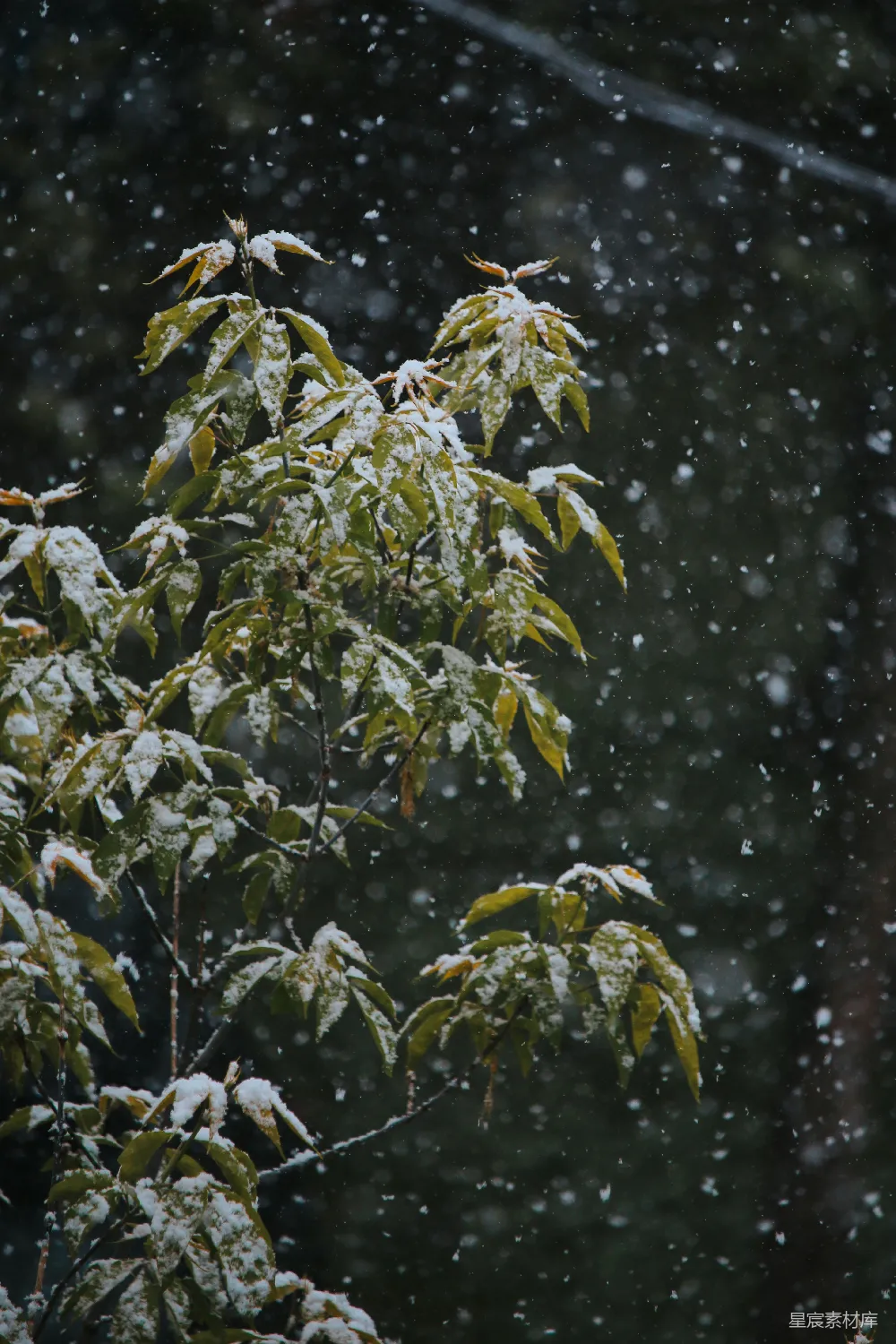 高清摄影 冬季 自然 雪景 植物 宁静 雪中绿植