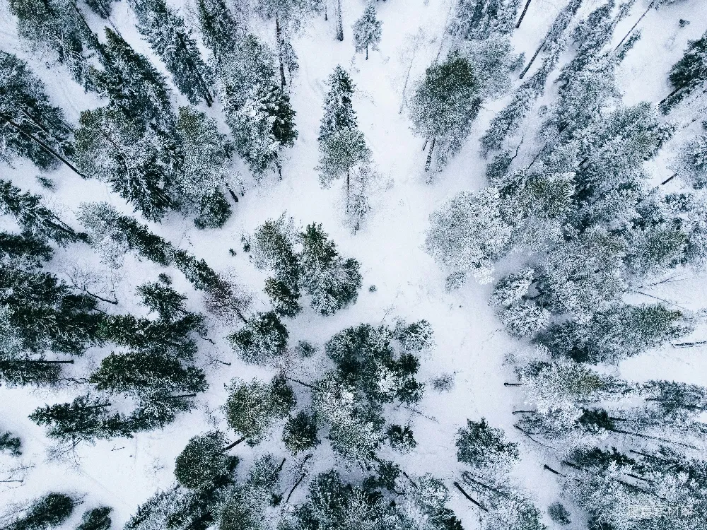 高清摄影 雪景 森林 航拍 自然风光 冬季 雪后的森林航拍