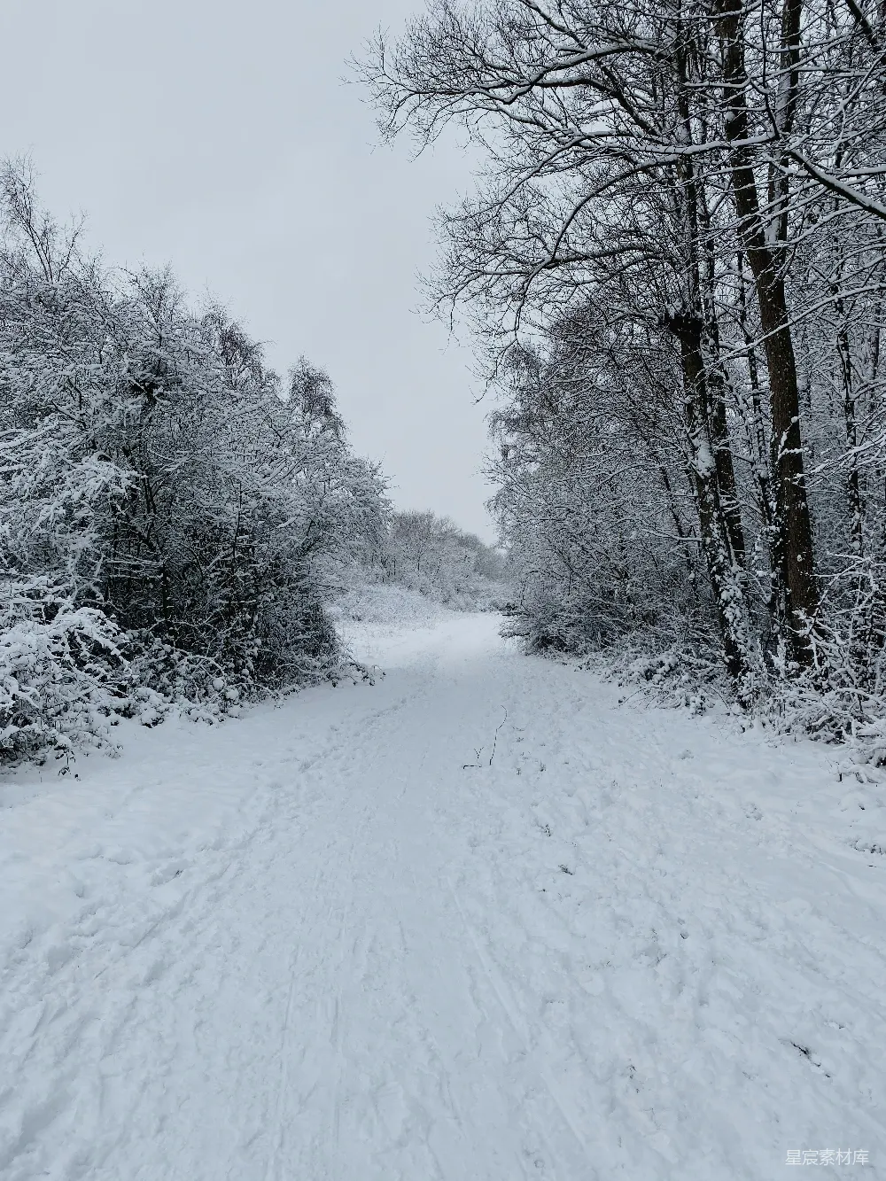 高清摄影 雪景 冬季 自然风光 森林 户外 雪后的森林小径