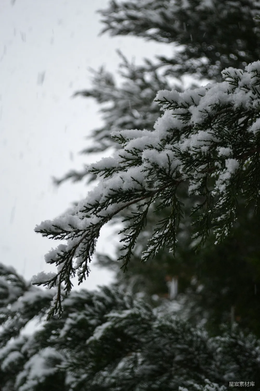 高清摄影 雪景 冬季 自然 宁静 松树 雪中的松枝