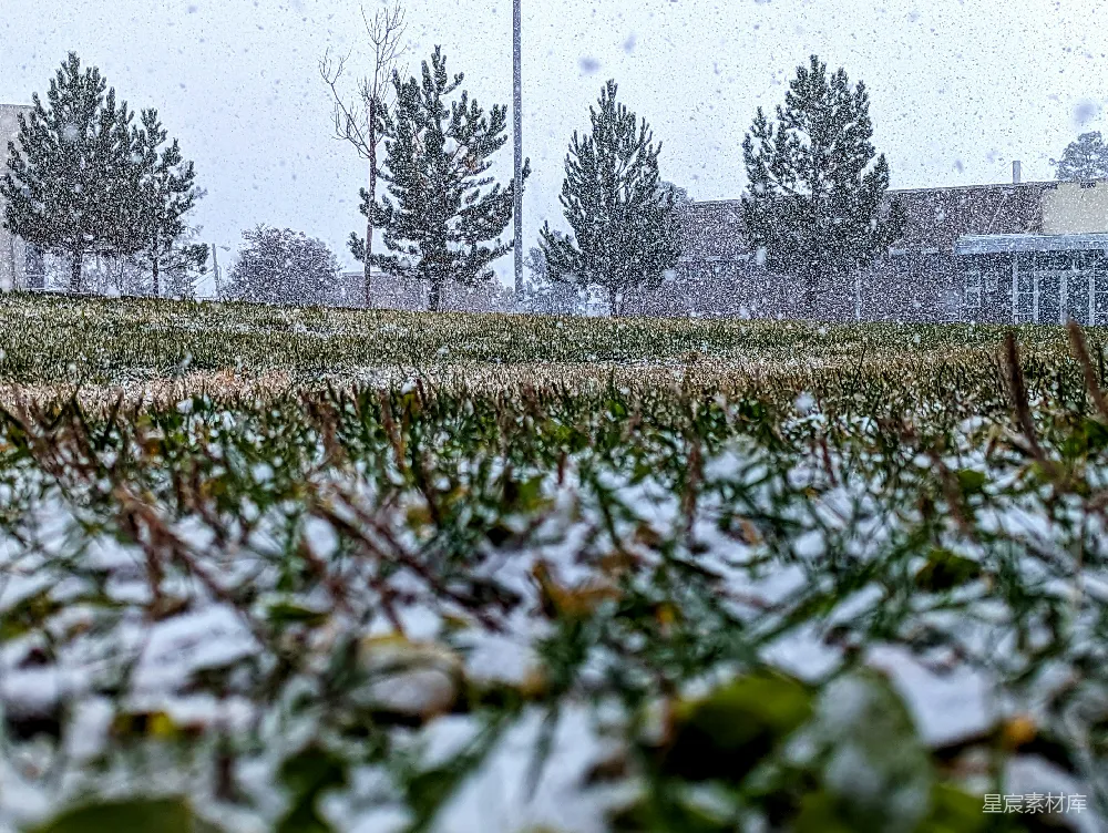高清摄影 冬景 雪景 自然风光 松树 宁静 冬日雪景中的松树