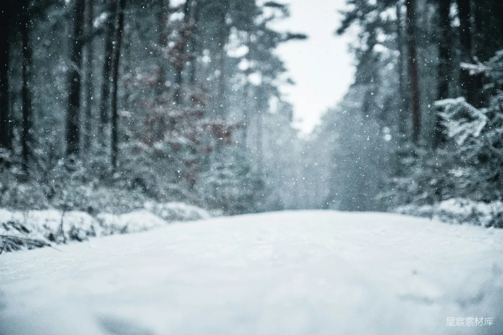 高清摄影 冬天 雪景 森林 自然 宁静 冬日森林的雪花