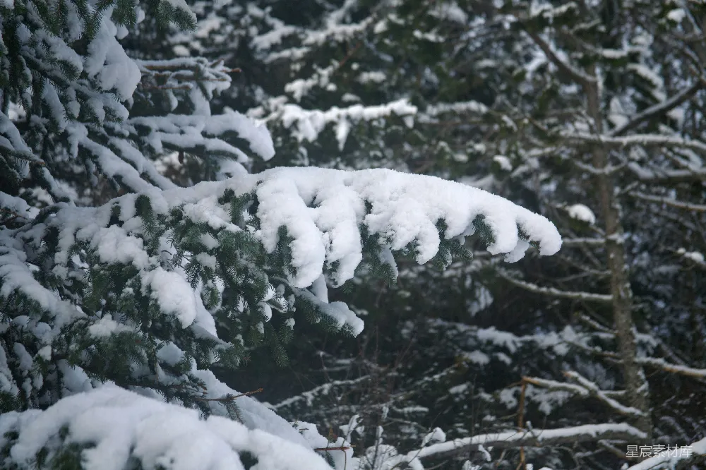 高清摄影 冬日 雪景 松枝 自然 宁静 冬日松枝上的雪
