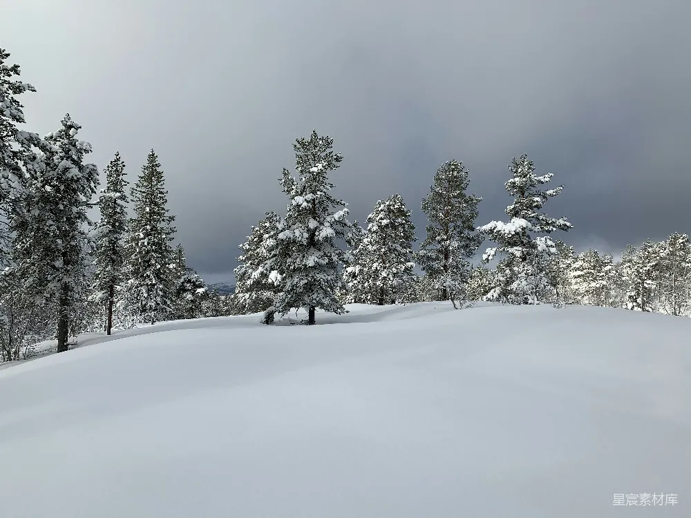 高清摄影 冬季 自然风光 雪景 宁静 森林 雪中的森林