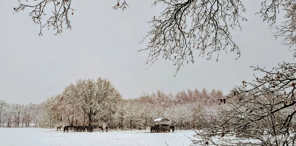 高清摄影 冬季 雪景 自然风光 马群 乡村 冬日雪景中的马群