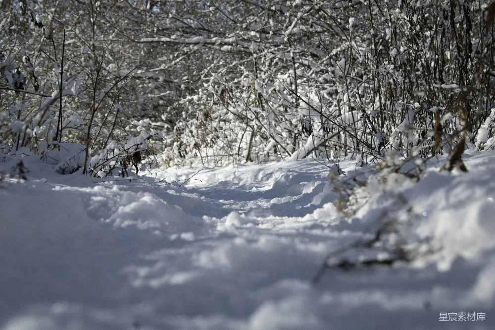 高清摄影 雪地 自然 冬季 户外 宁静 雪地中的小径