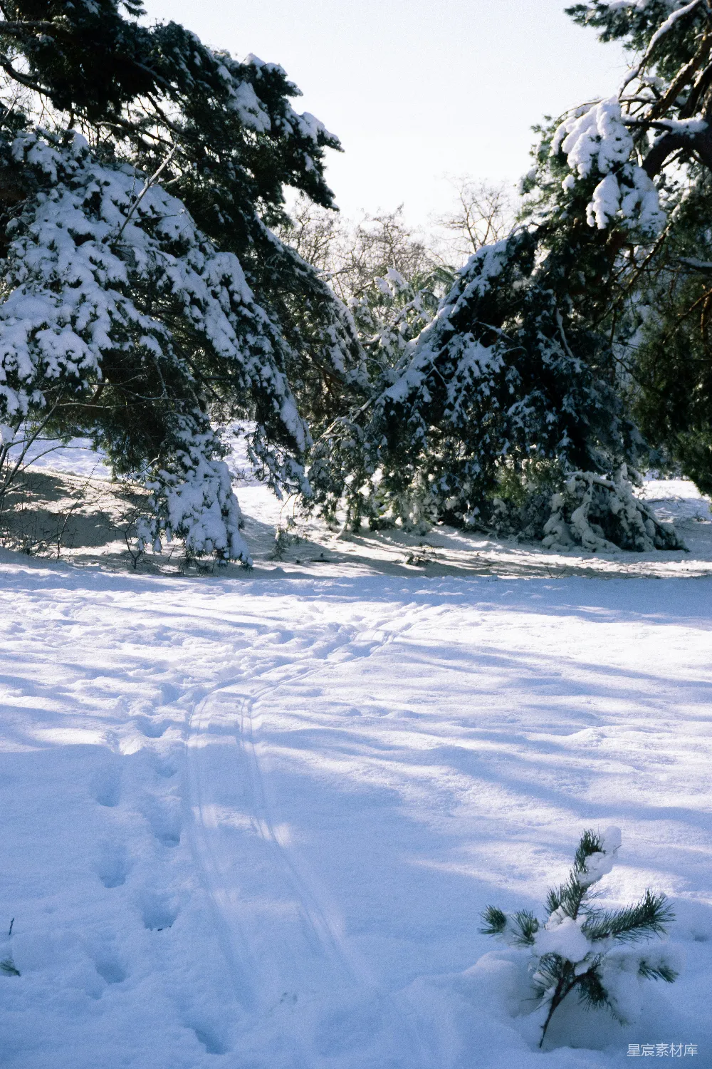 高清摄影 冬季 雪景 自然风光 松树 宁静 冬日雪景中的松树
