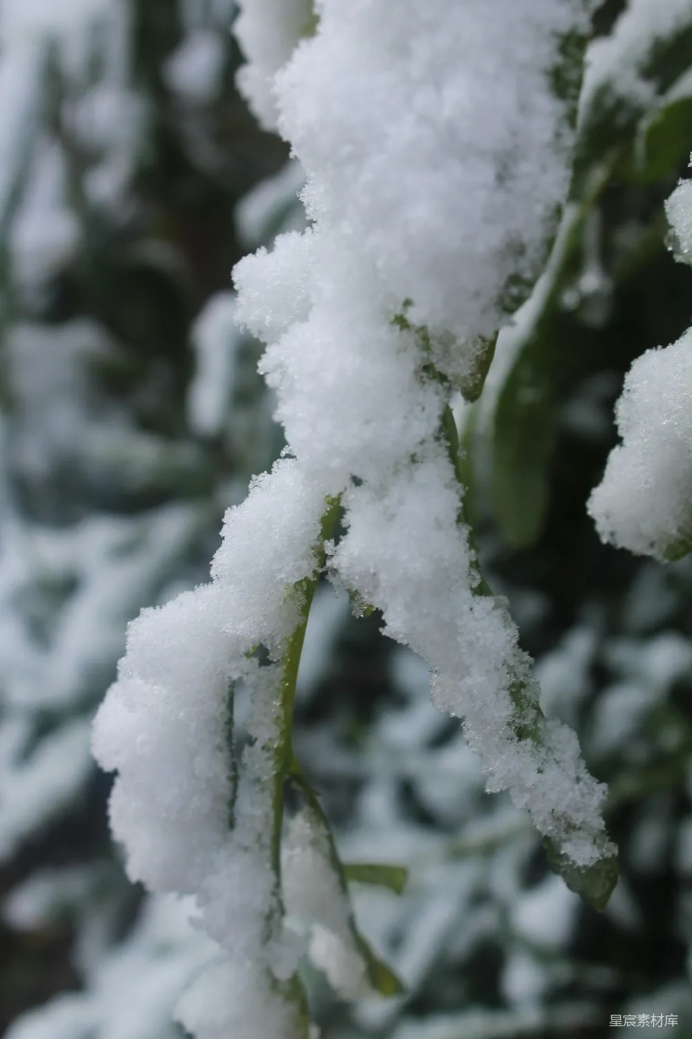 高清摄影 雪景 自然 冬季 植物 寒冷 冬日雪景中的绿色植物