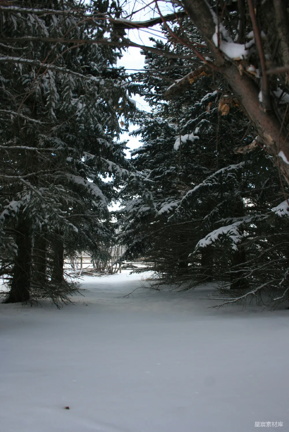 高清摄影 冬景 雪景 森林 自然 宁静 冬日雪景中的松树林