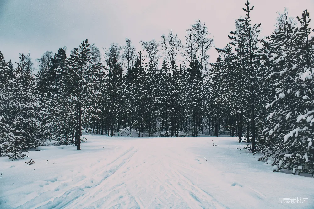 高清摄影 冬季 自然 雪景 森林 宁静 雪后的森林小径