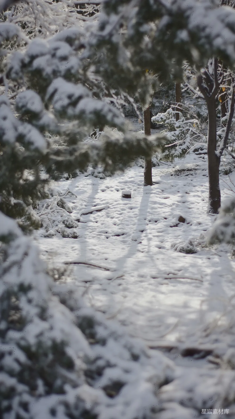 高清摄影 冬日 雪景 松树 自然 宁静 冬日雪景中的松树林