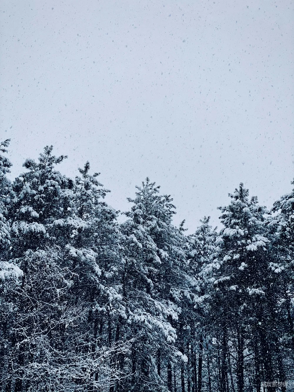 高清摄影 雪景 自然 冬季 松树 宁静 冬日雪景中的松树
