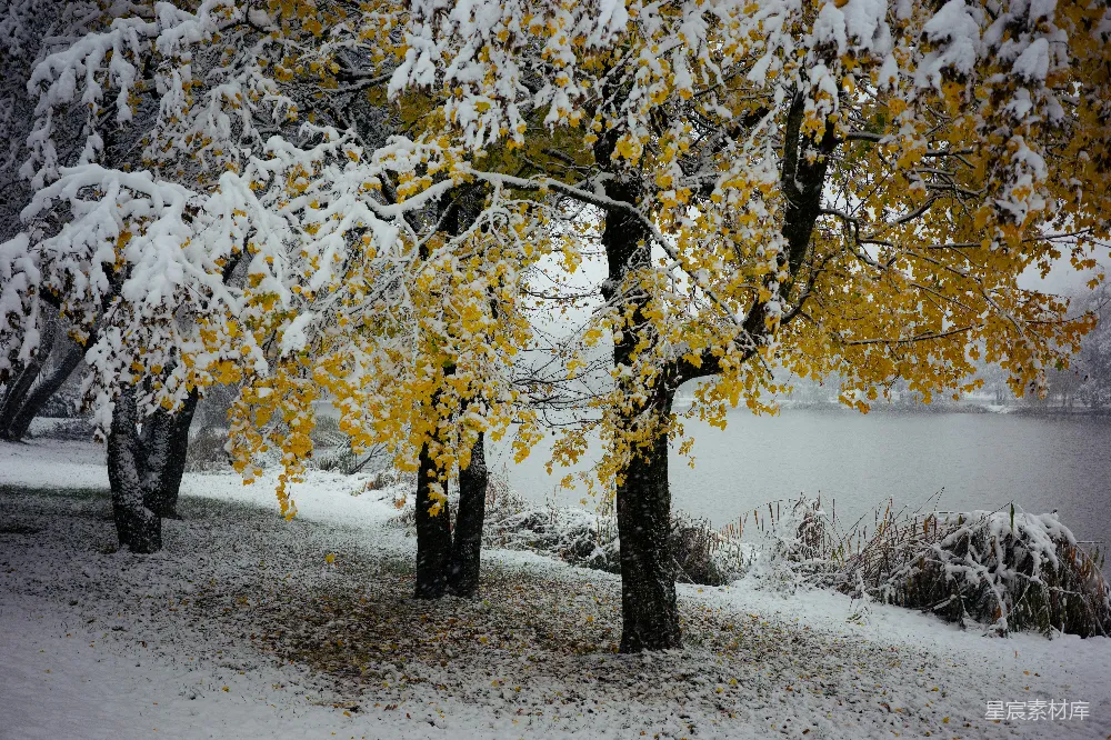 高清摄影 初雪 金黄树叶 自然风光 冬季景观 自然之美 初雪覆盖下的金黄树木