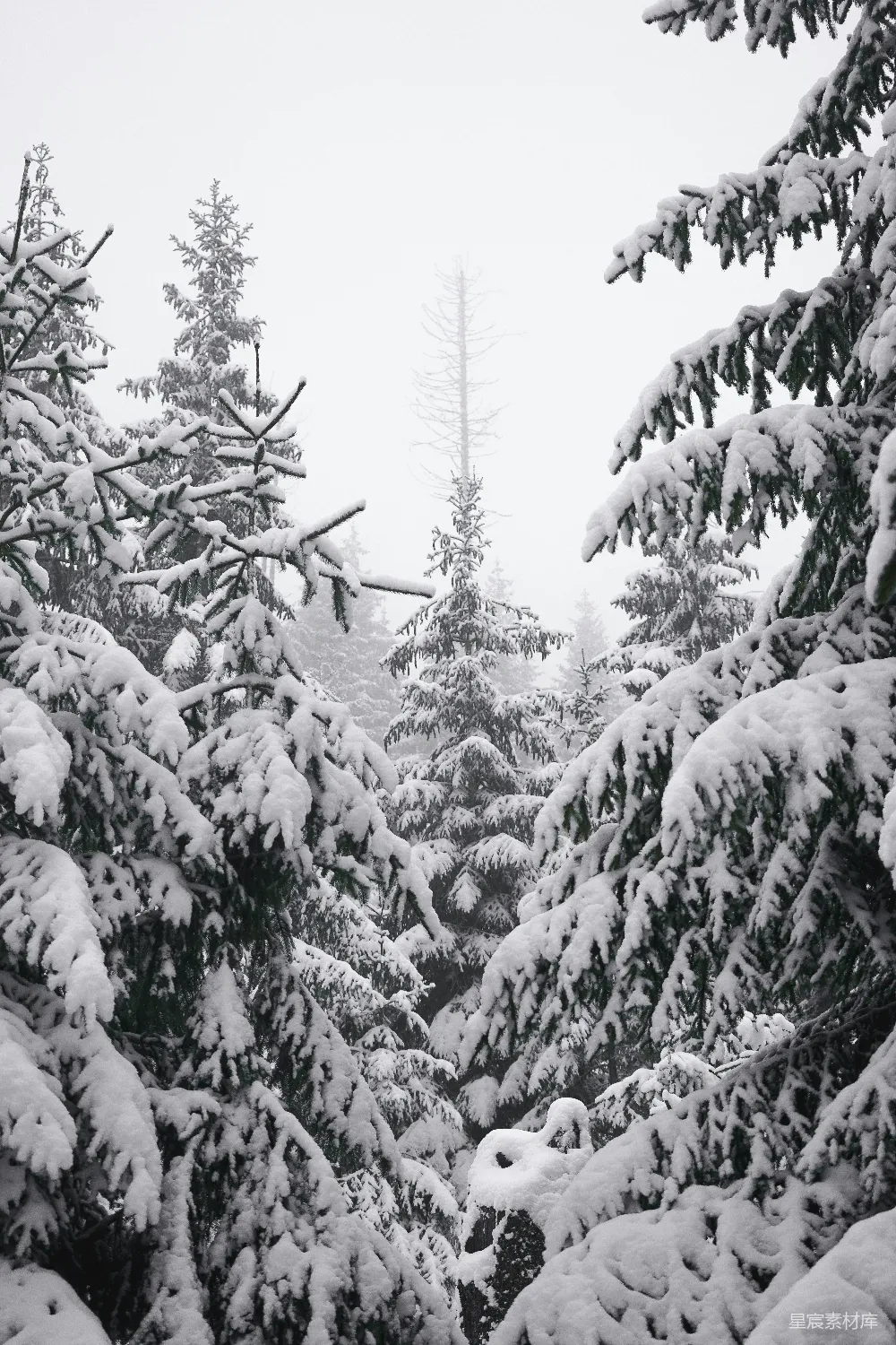 高清摄影 雪景 冬季 自然 森林 宁静 雪后的松林