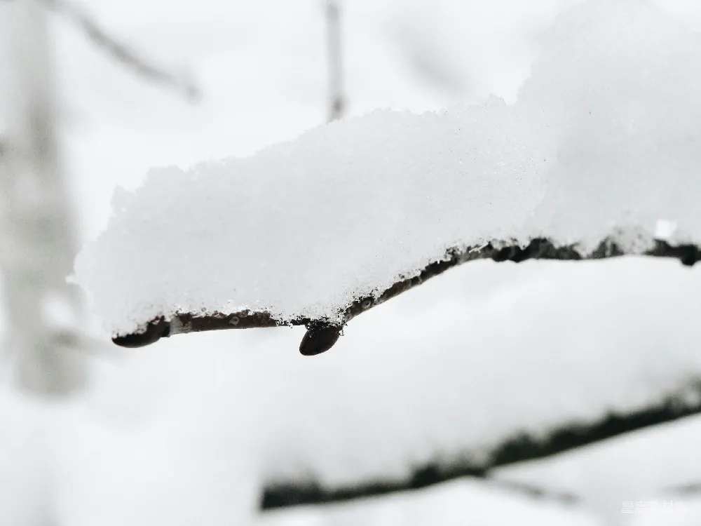 高清摄影 冬日 自然 雪景 静谧 寒冷 雪覆树枝