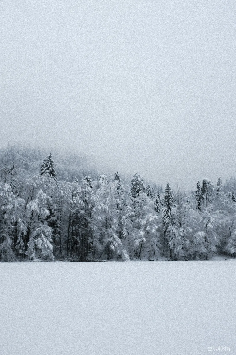 高清摄影 冬季 雪景 森林 宁静 自然 雪后的静谧森林