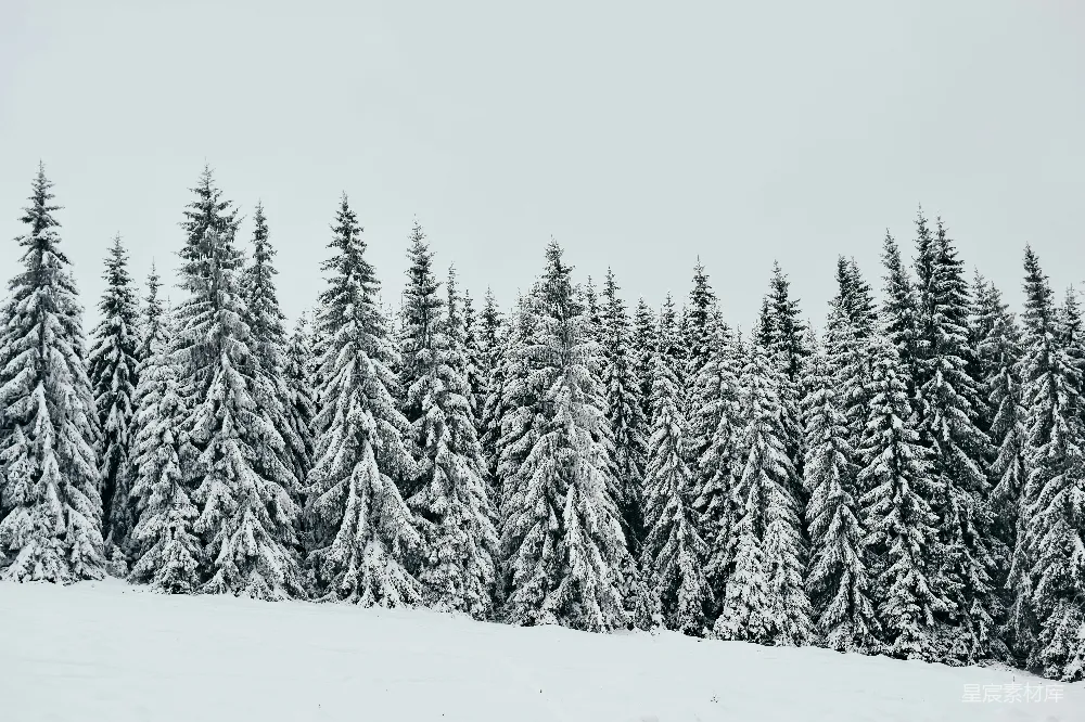 高清摄影 雪景 松树 冬季 自然风光 宁静 雪后的松树林