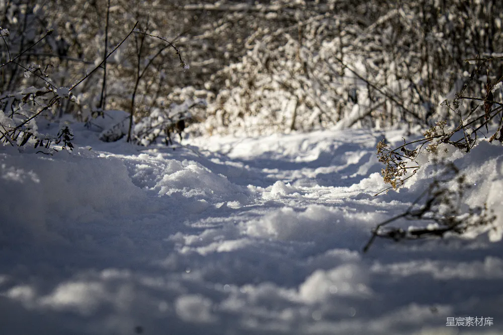 高清摄影 雪景 冬季 自然 宁静 户外 冬日雪地的静谧之美