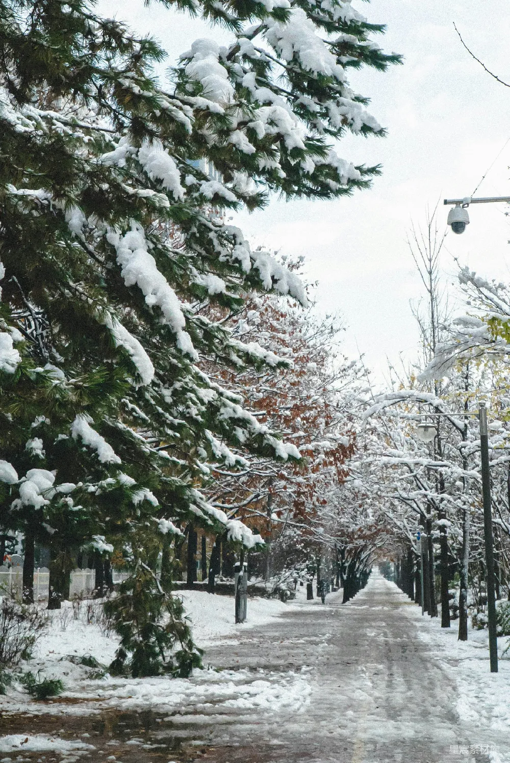 高清摄影 雪景 冬季 自然风光 城市公园 静谧 冬日雪景中的林荫道