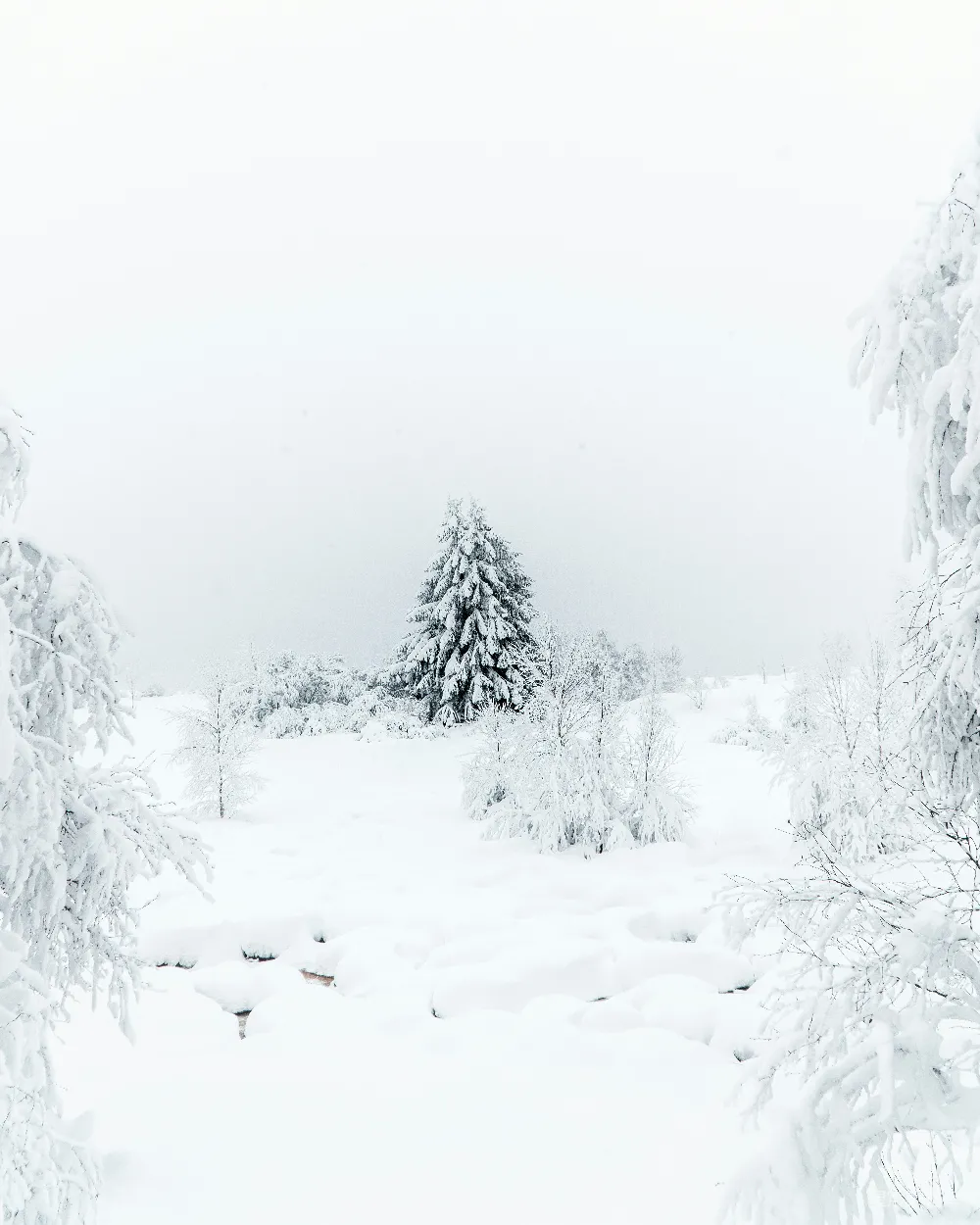 高清摄影 雪景 冬季 自然风光 宁静 冬日 雪后静谧的林间小道