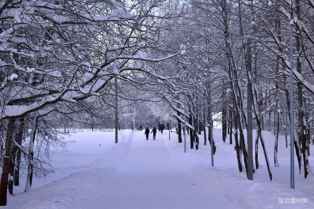 高清摄影 雪景 冬季 自然风光 户外活动 休闲 冬日雪景中的林荫道