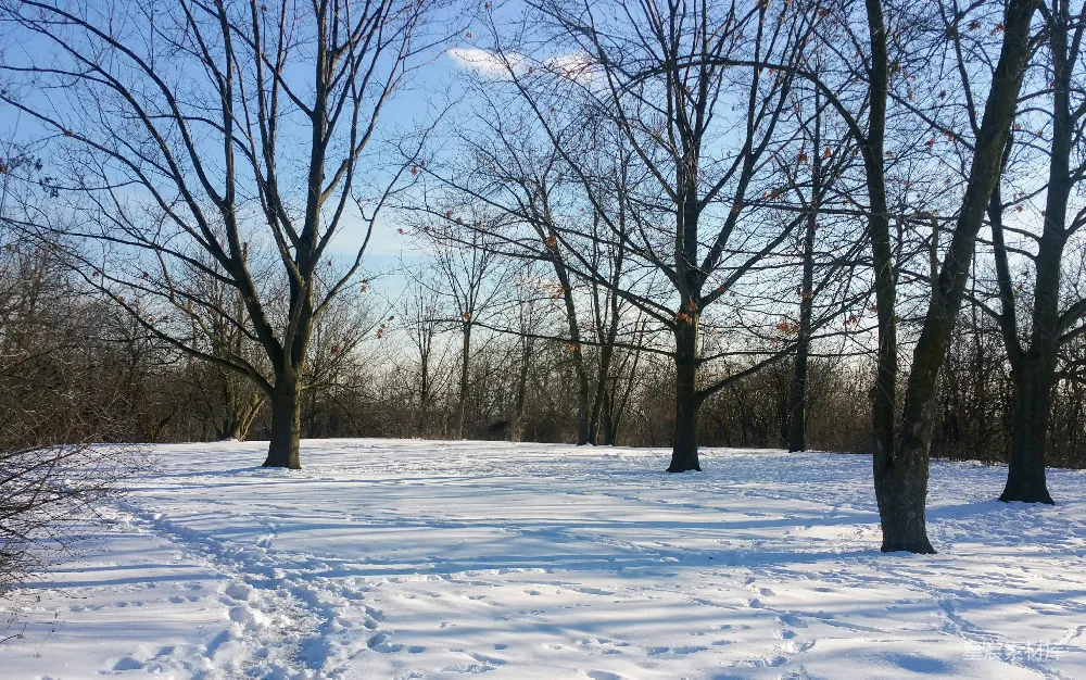 高清摄影 冬季 雪景 自然 户外 宁静 冬日雪地树影