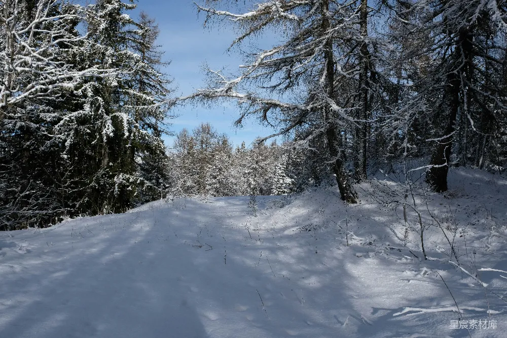 高清摄影 冬季 森林 雪景 自然 宁静 冬日森林的小径