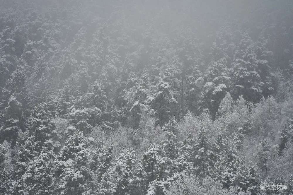 高清摄影 雪景 自然 森林 冬季 宁静 雪中的松树林