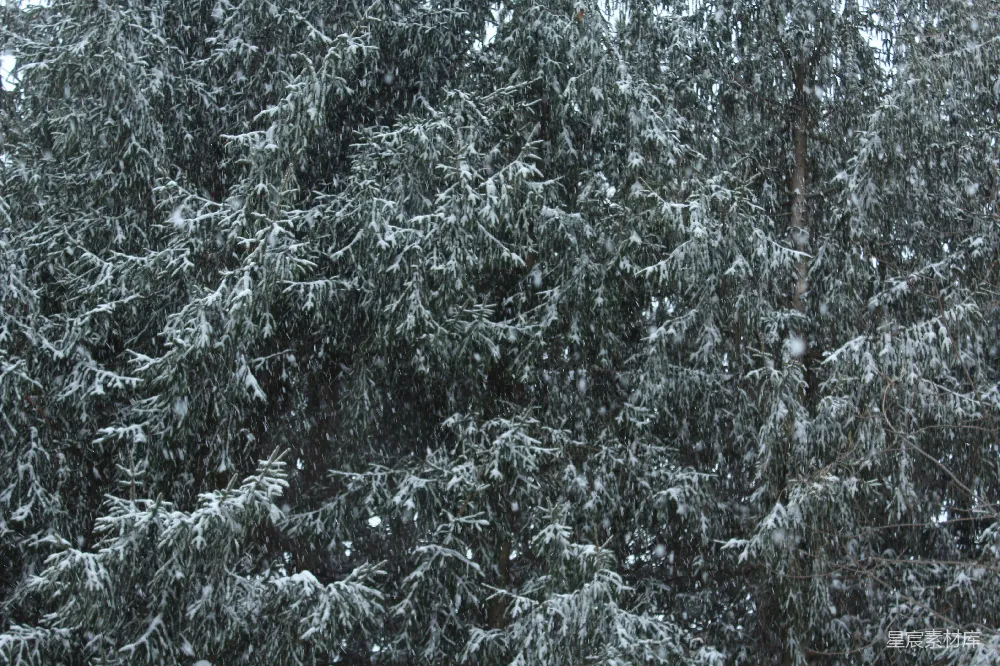 高清摄影 冬景 雪景 自然风光 松树 宁静 冬日松林雪景