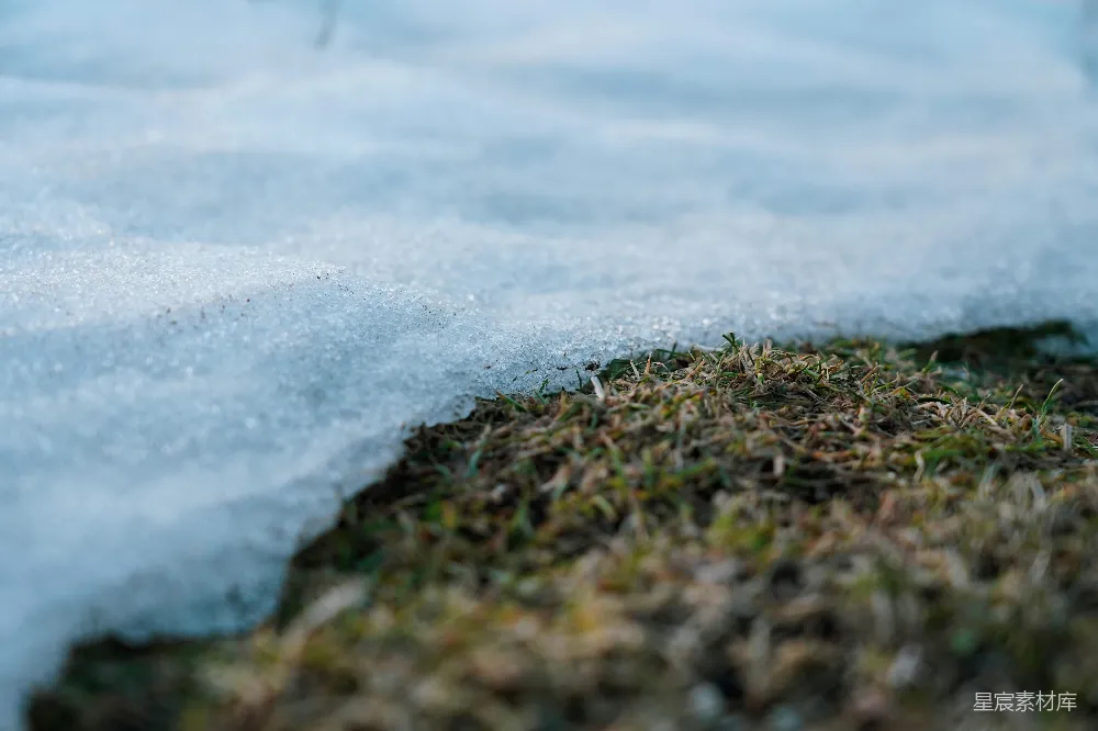 高清摄影 雪地 草地 自然 冬景 宁静 雪地中的绿色草地