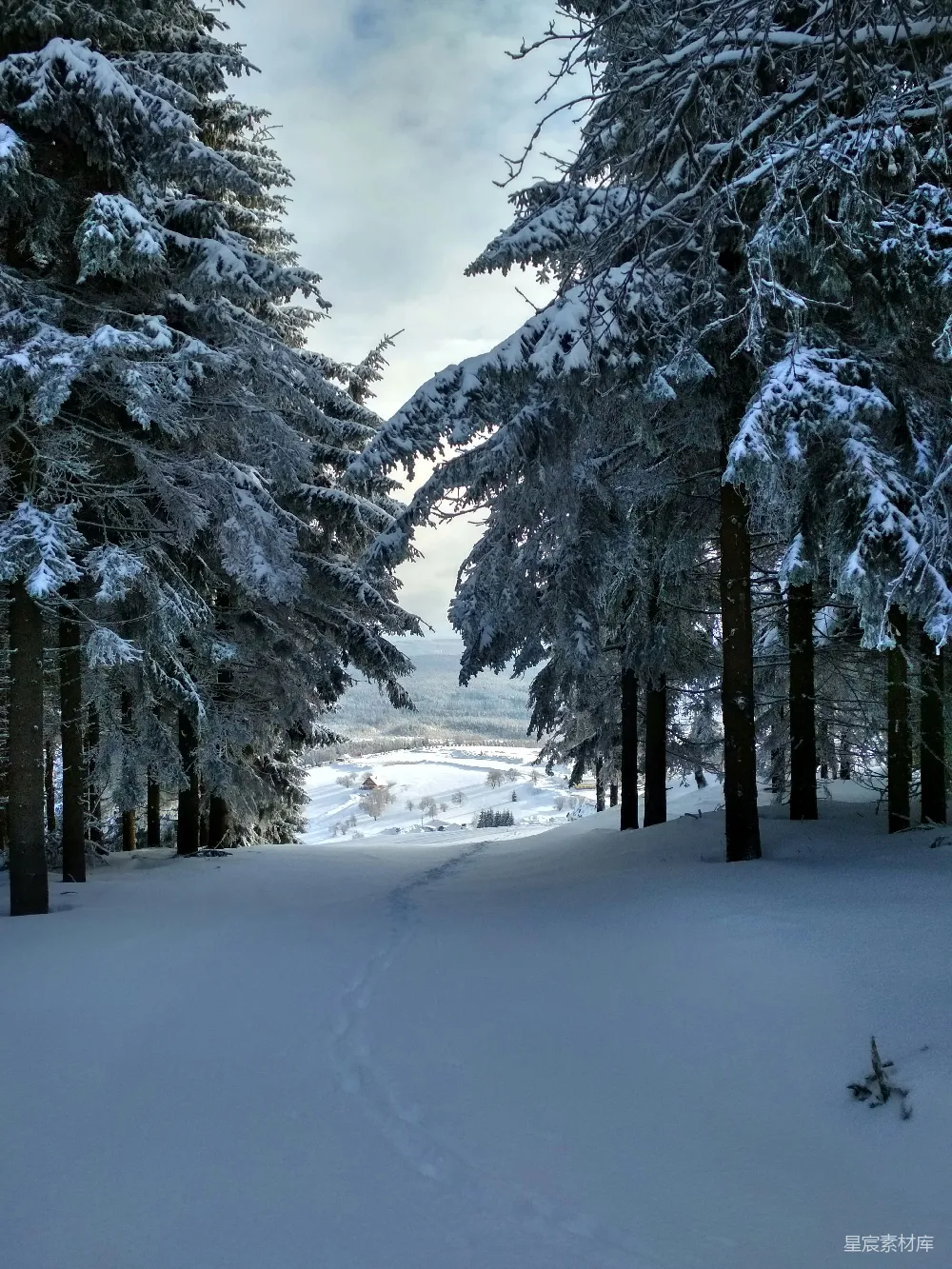 高清摄影 雪景 森林 冬季 自然风光 宁静 冬日森林雪景