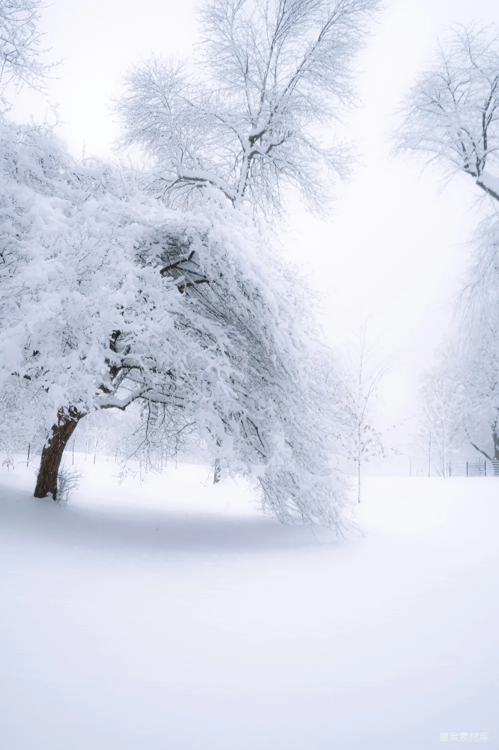 高清摄影 雪景 冬季 自然 宁静 户外 冬日雪景下的树