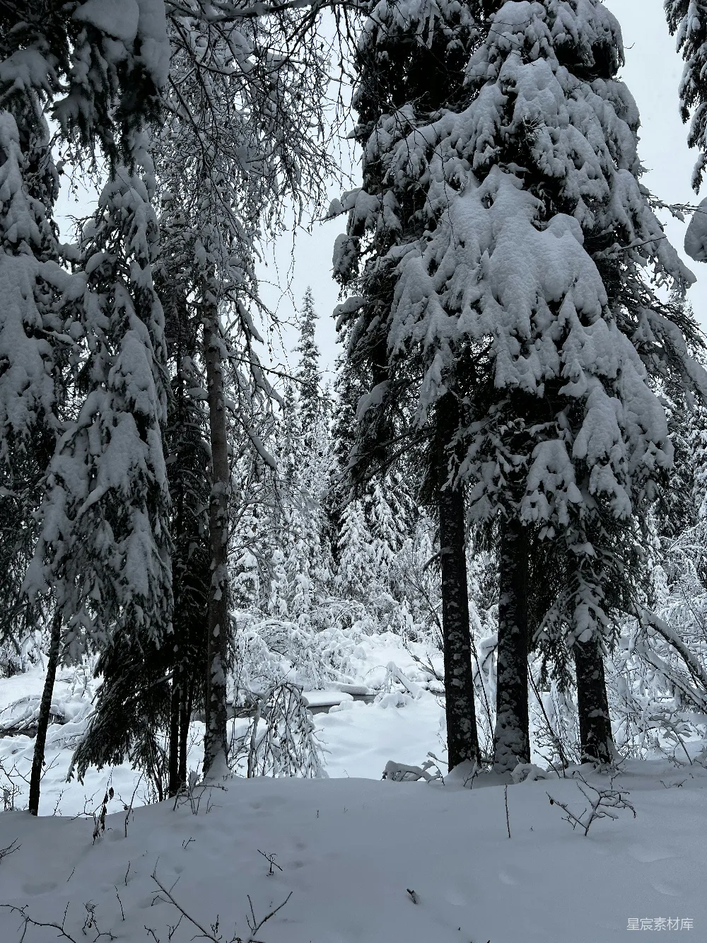 高清摄影 雪景 森林 冬季 自然 宁静 雪后的森林