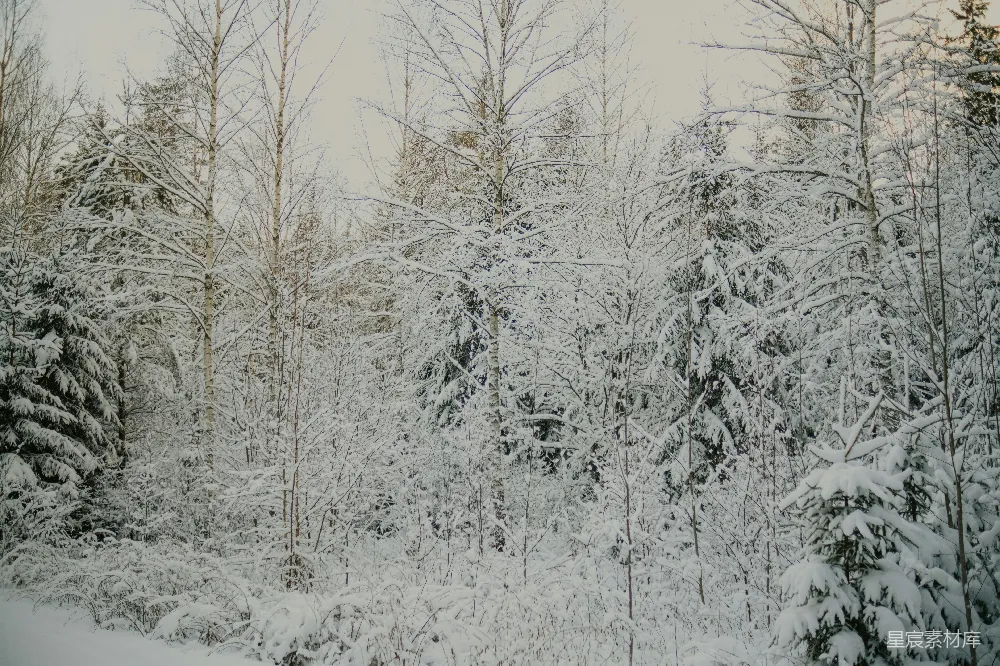高清摄影 冬景 自然风光 雪景 森林 宁静 冬日雪景中的森林