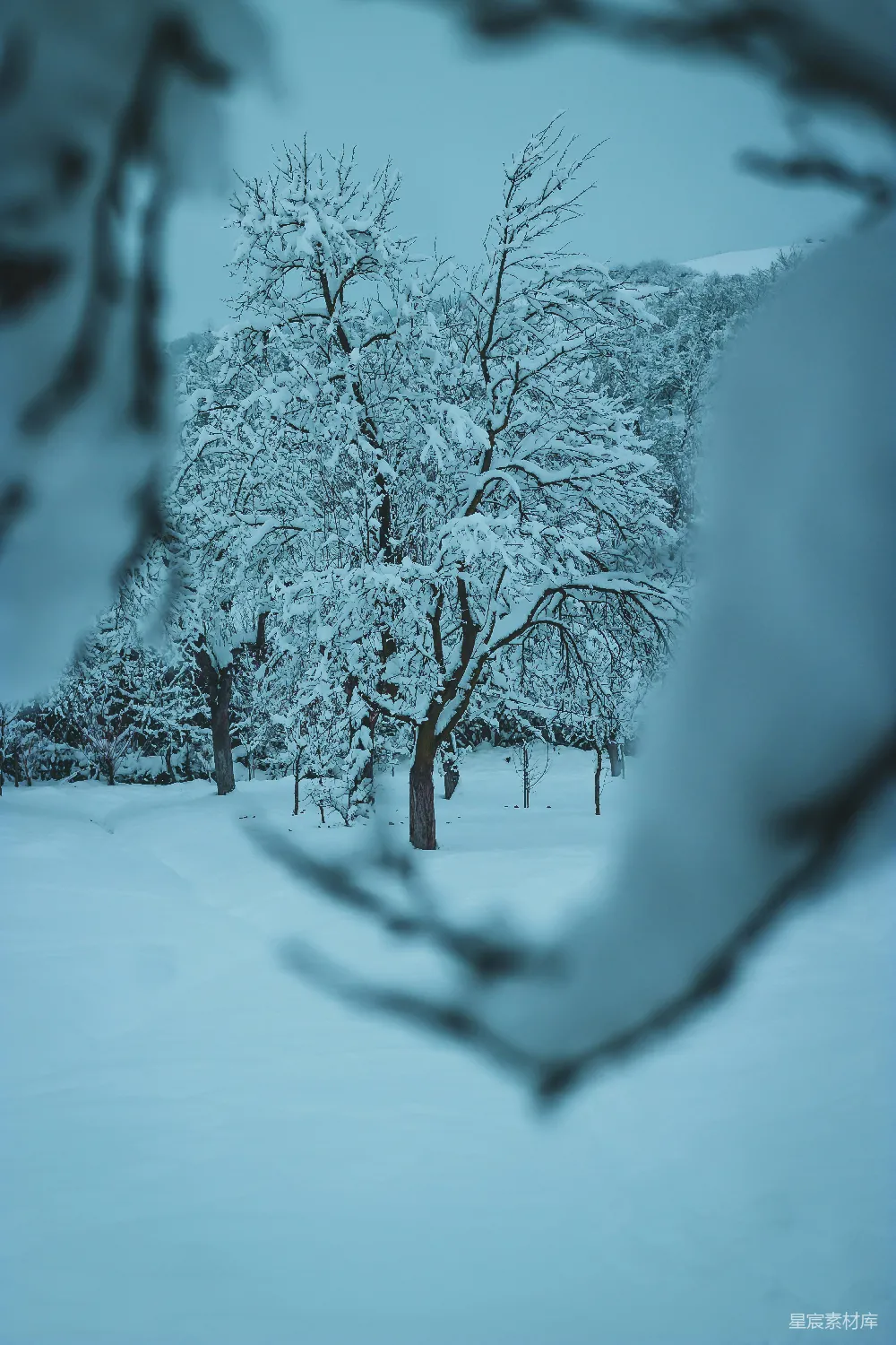 高清摄影 冬日 雪景 森林 静谧 自然 冬日雪景中的静谧森林
