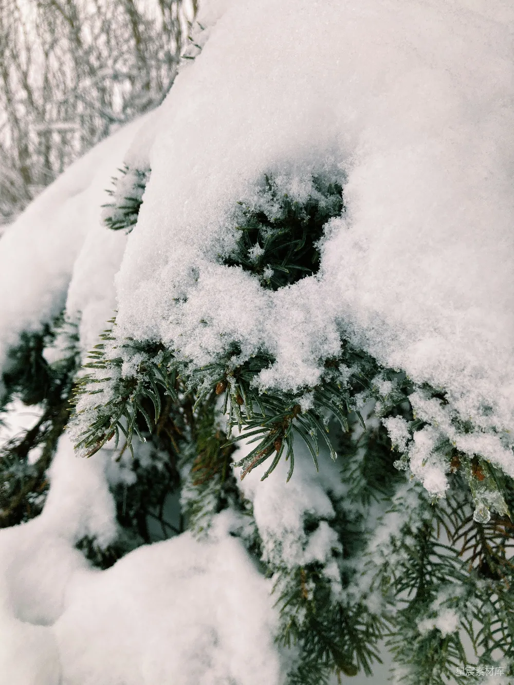 高清摄影 雪景 冬季 自然 松树 雪中的松枝