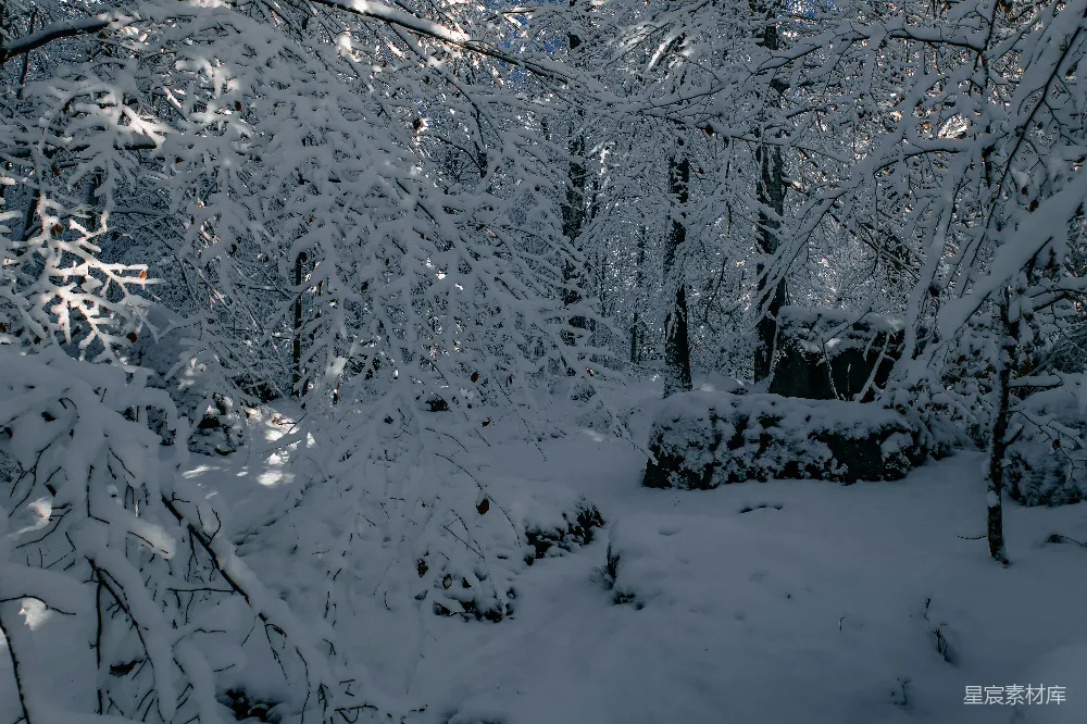高清摄影 冬季 雪景 森林 宁静 自然 冬日雪景中的静谧森林