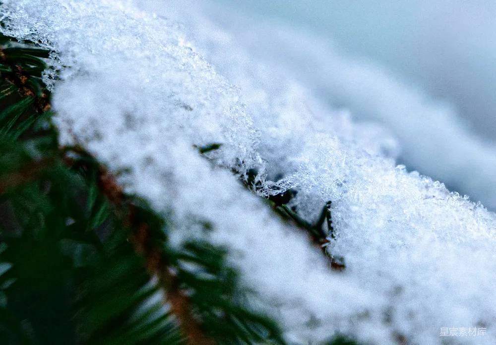 高清摄影 冬日 松枝 雪花 自然 静谧 冬日松枝上的雪花