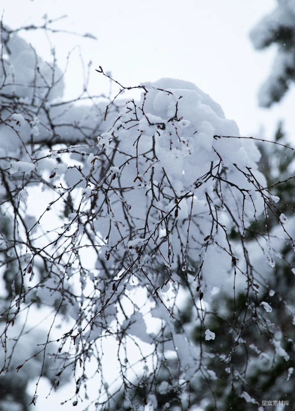 高清摄影 雪景 树枝 冬季 自然风光 宁静 冬日雪景中的树枝