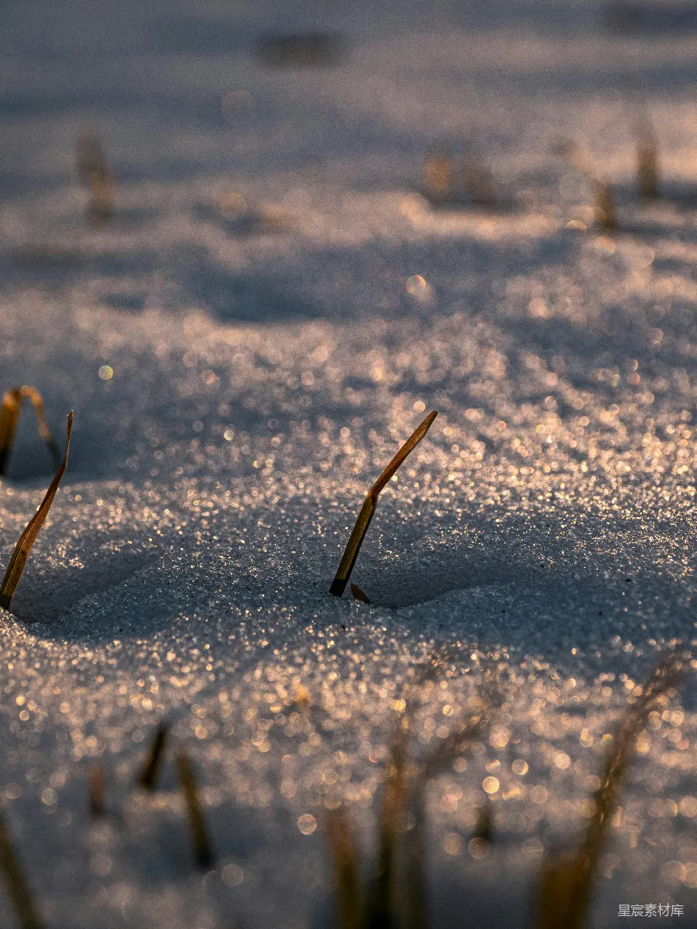 高清摄影 冬日 雪地 晨光 自然 宁静 冬日晨曦下的雪地与草尖