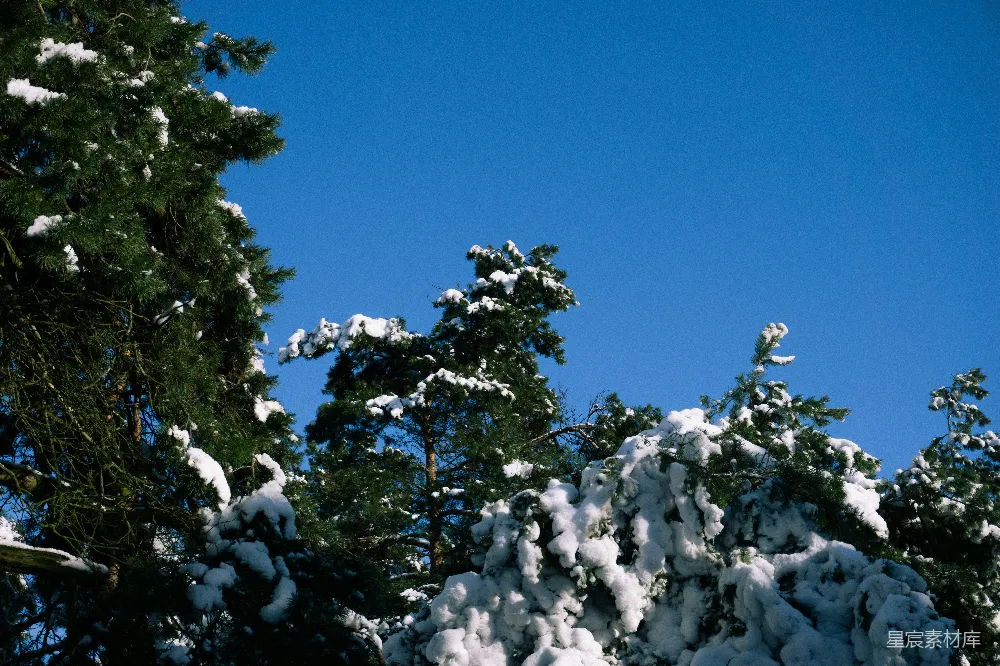 高清摄影 冬景 自然风光 雪景 松树 蓝色天空 冬日松树雪景