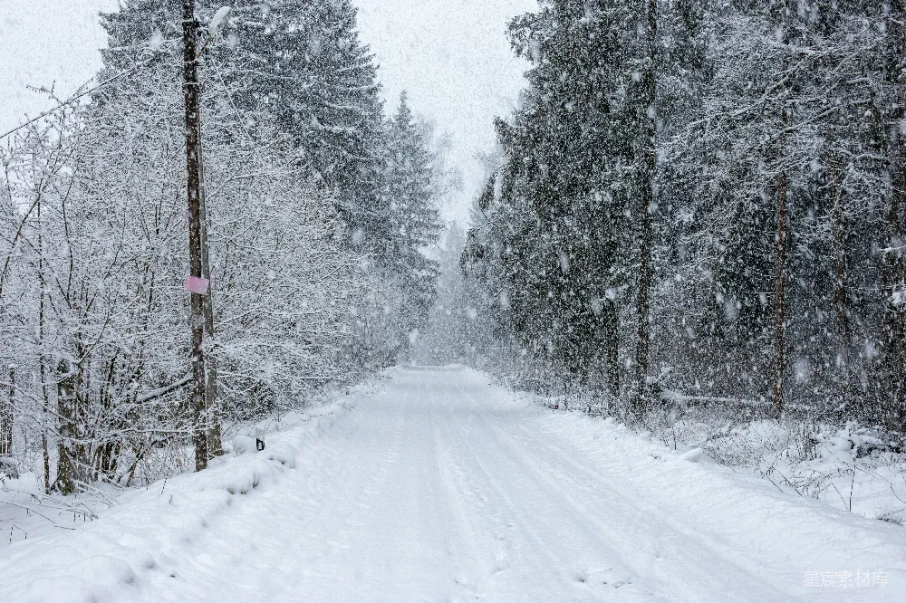 高清摄影 雪景 森林 小径 冬季 自然 雪中森林小径