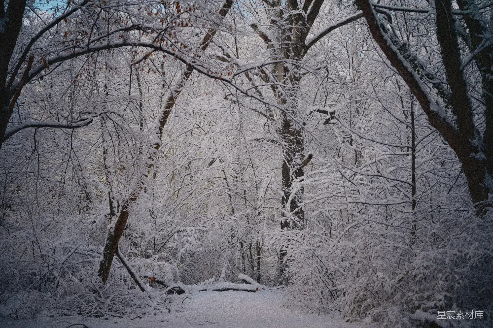 高清摄影 冬季 雪景 自然风光 森林 宁静 冬日雪景中的森林小径