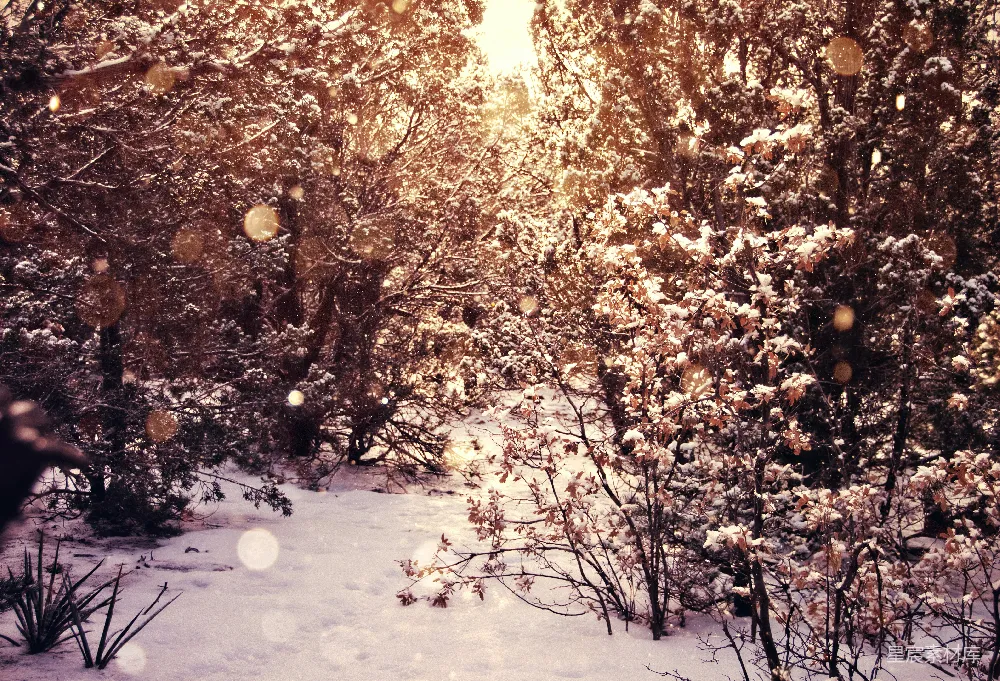 高清摄影 冬景 雪景 自然风光 温暖色调 节日氛围 冬日的雪景