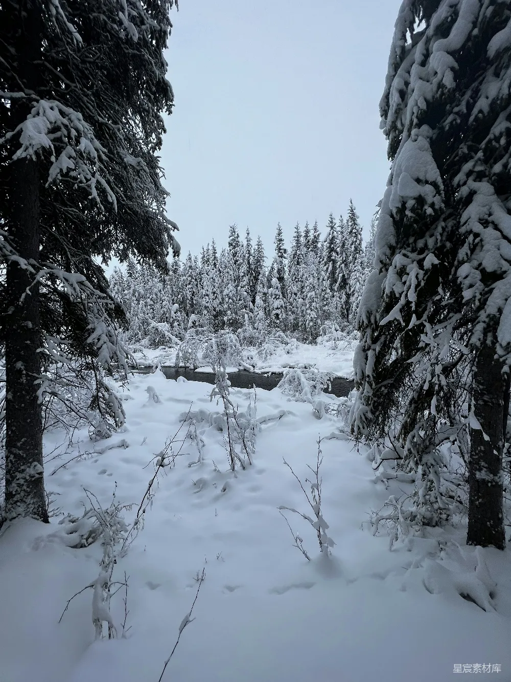 高清摄影 冬景 雪景 自然风光 森林 冬季 冬日雪林