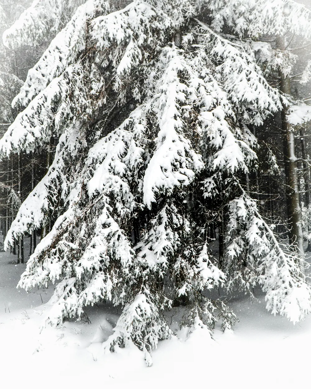 高清摄影 雪景 松树 冬季 自然风光 宁静 雪后松林