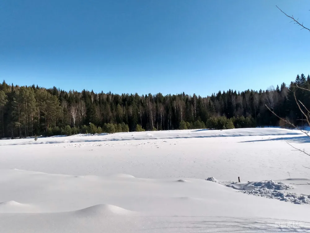 高清摄影 雪景 森林 冬季 宁静 自然 冬日森林雪景