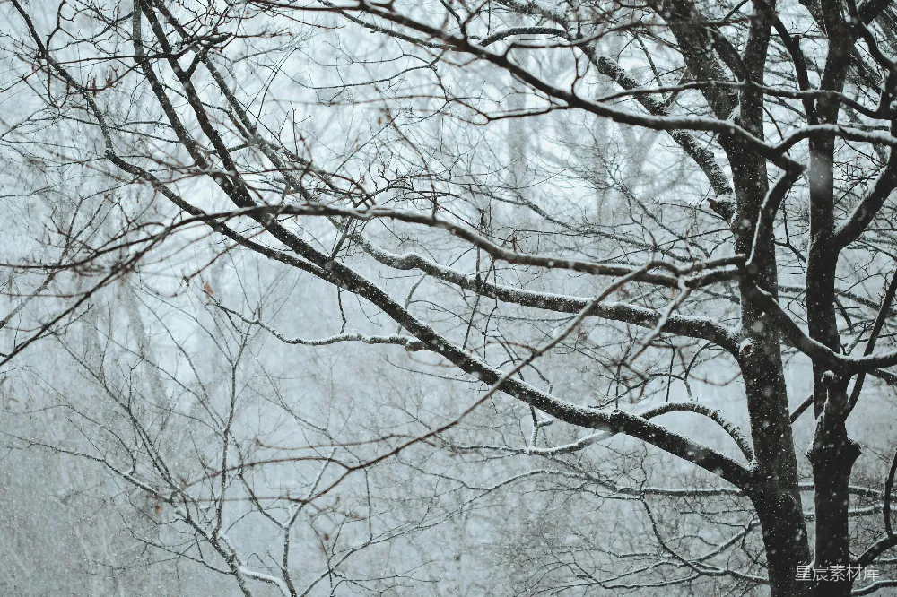高清摄影 雪景 树枝 冬季 自然 冷色调 冬日雪景中的树枝