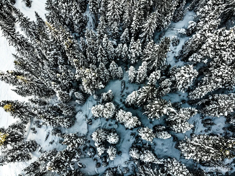 高清摄影 森林 雪景 自然 航拍 冬季 雪中的松树森林